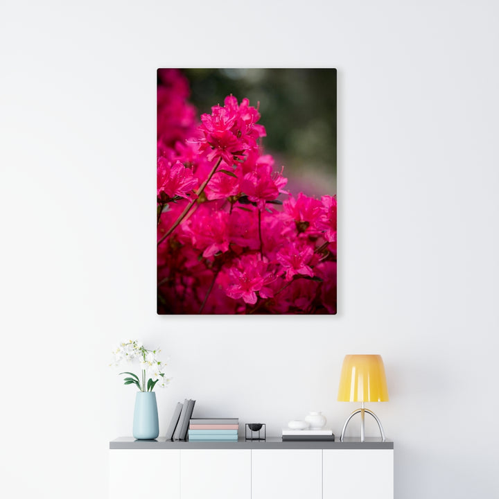 Full Bloom - Canvas