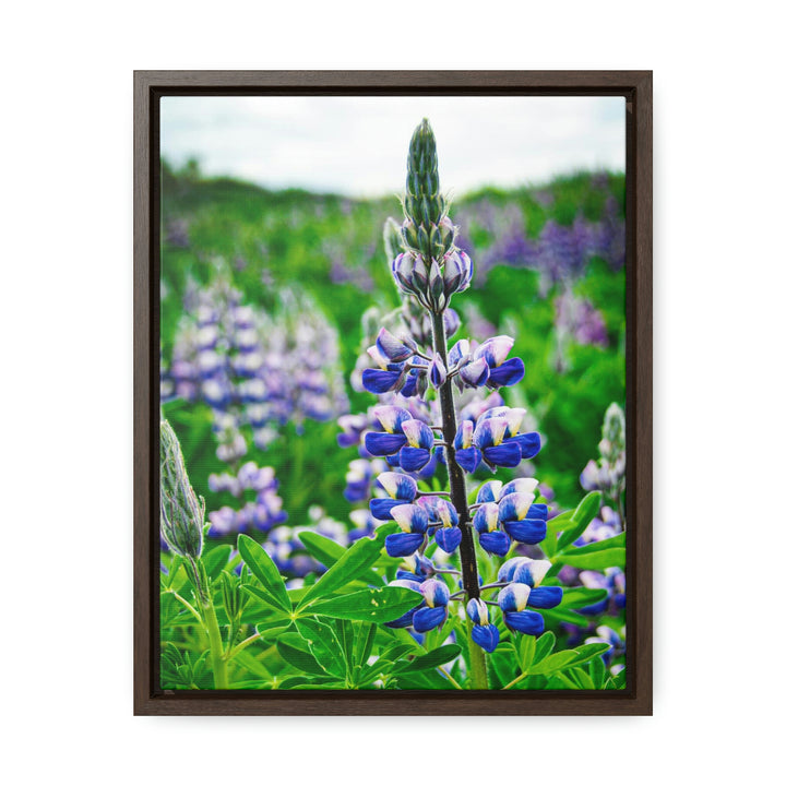 Glowing Lupin - Canvas with Frame