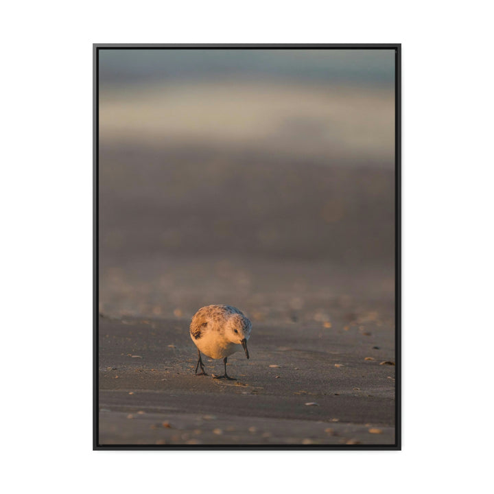 Feeding Sanderling - Canvas with Frame