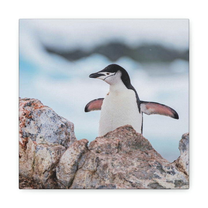 Stretched Penguin - Canvas