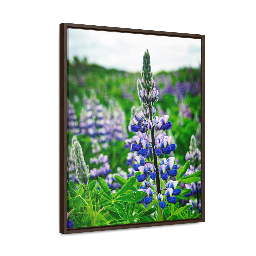 Glowing Lupin - Canvas with Frame