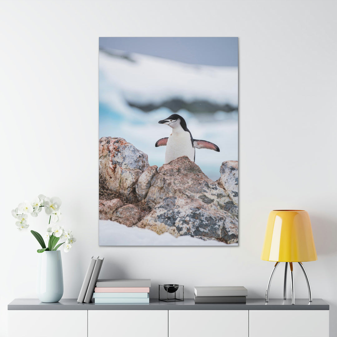 Stretched Penguin - Canvas