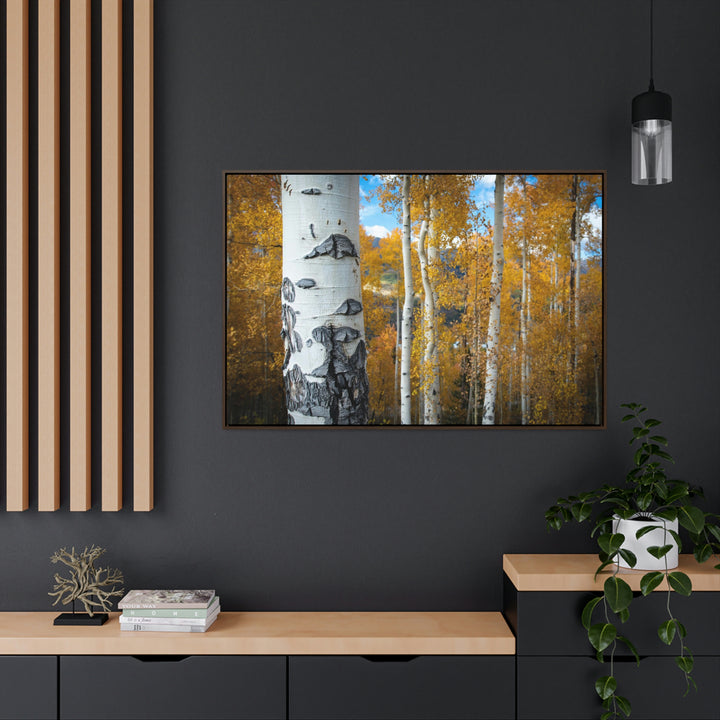 Aspens Changing - Canvas with Frame