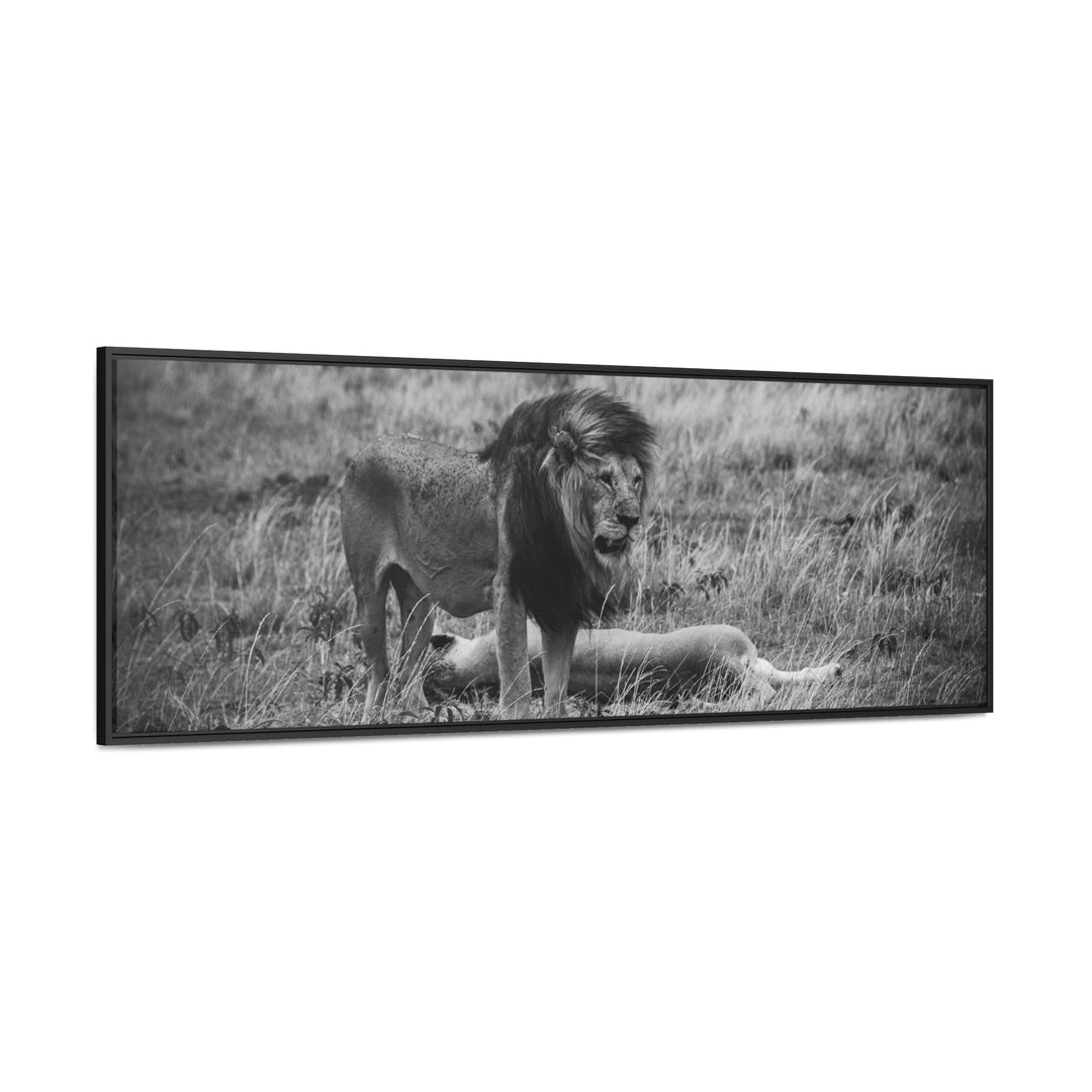 Mating Lions in Black and White - Canvas with Frame