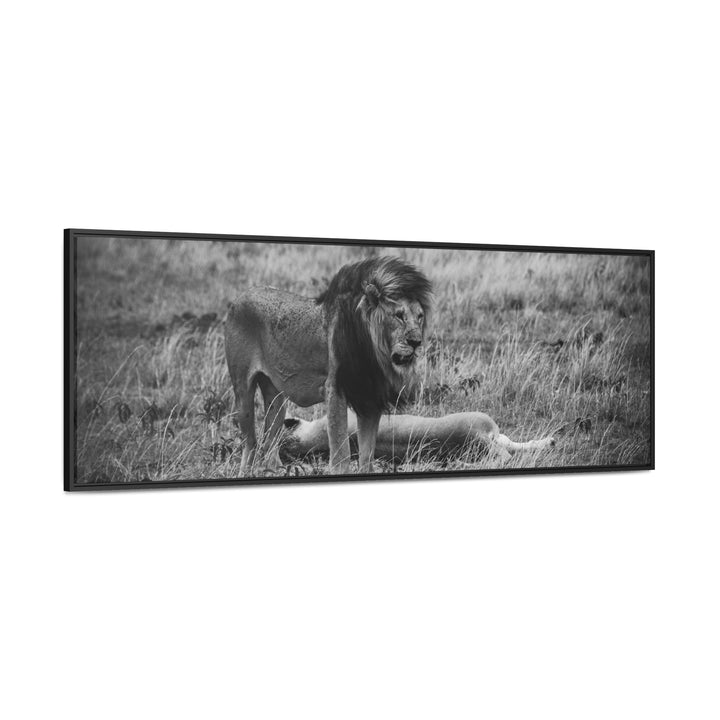 Mating Lions in Black and White - Canvas with Frame