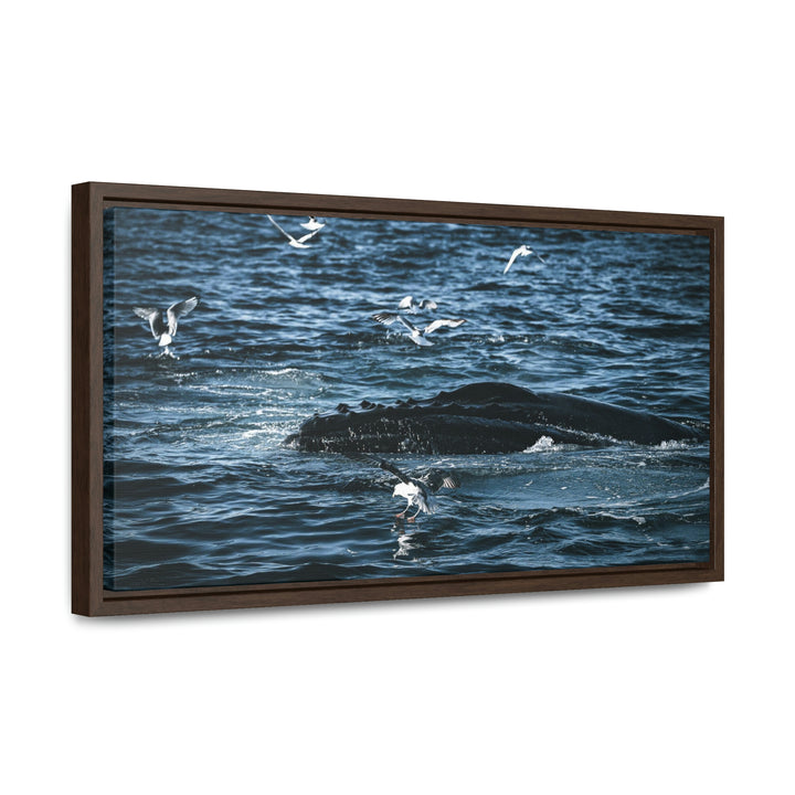 Humpback Hello - Canvas with Frame