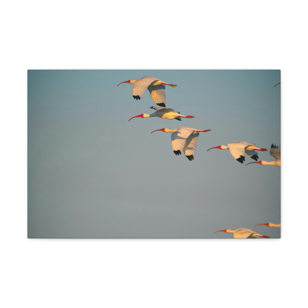 White Ibis in Flight - Canvas