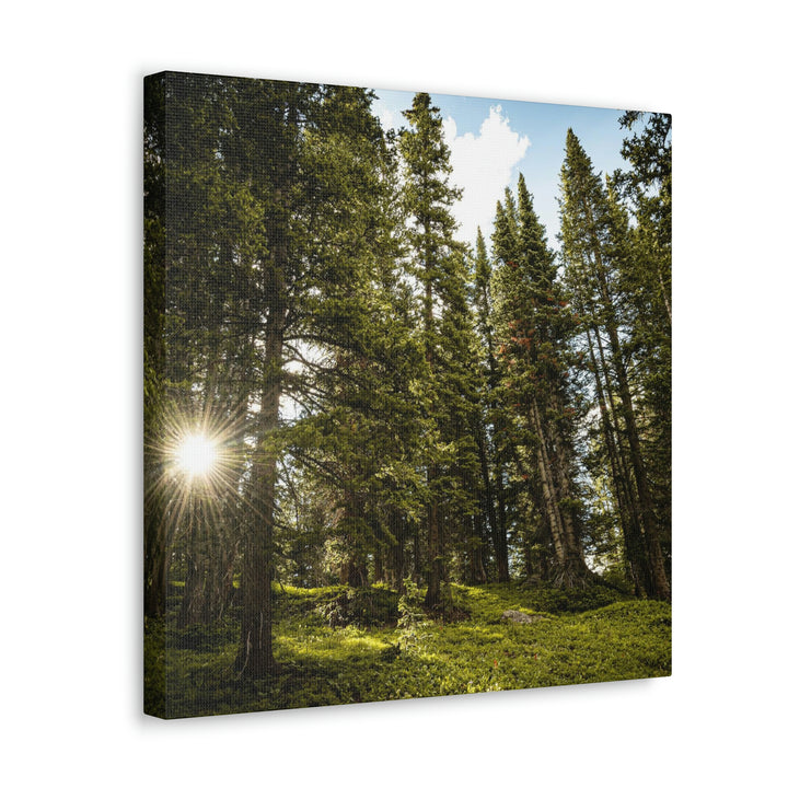 Forest Light - Canvas