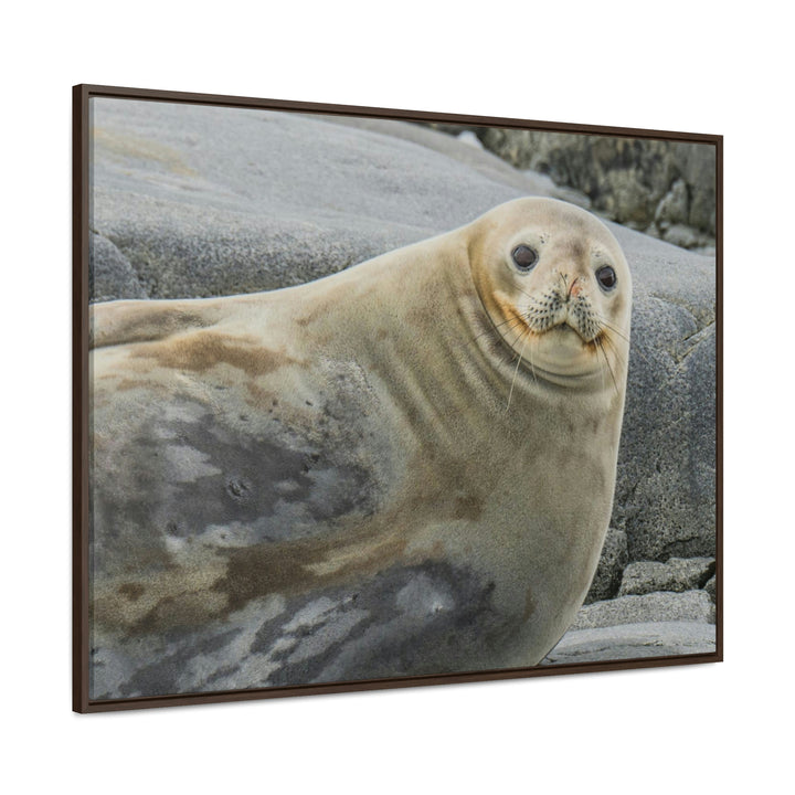 Weddell Smile - Canvas with Frame