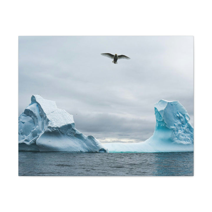 Antarctic Flight - Canvas