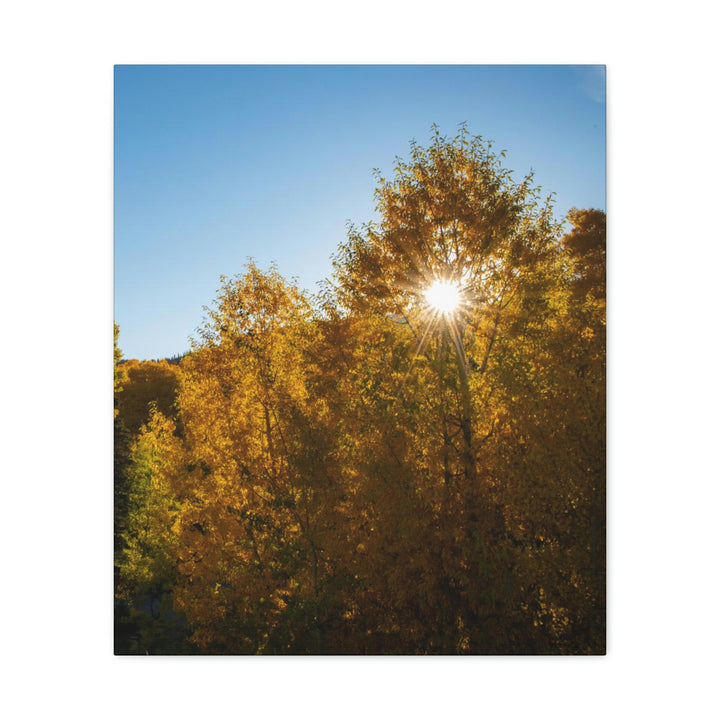 Sun Through the Aspens - Canvas