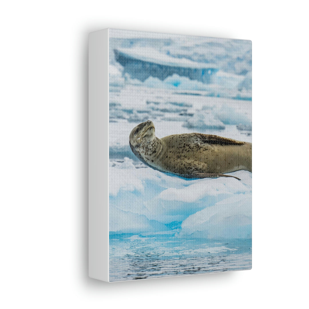 Leopard Seal Relaxing - Canvas