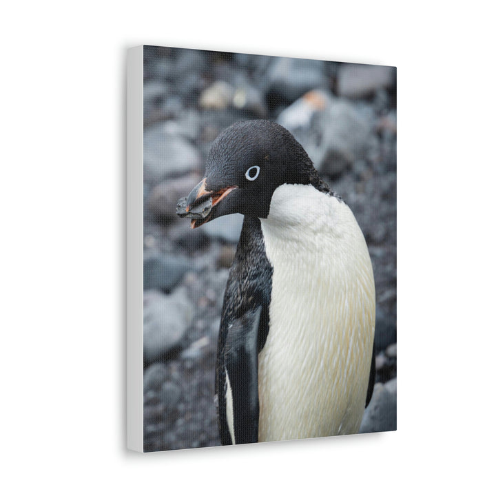 A Penguin's Pebble - Canvas