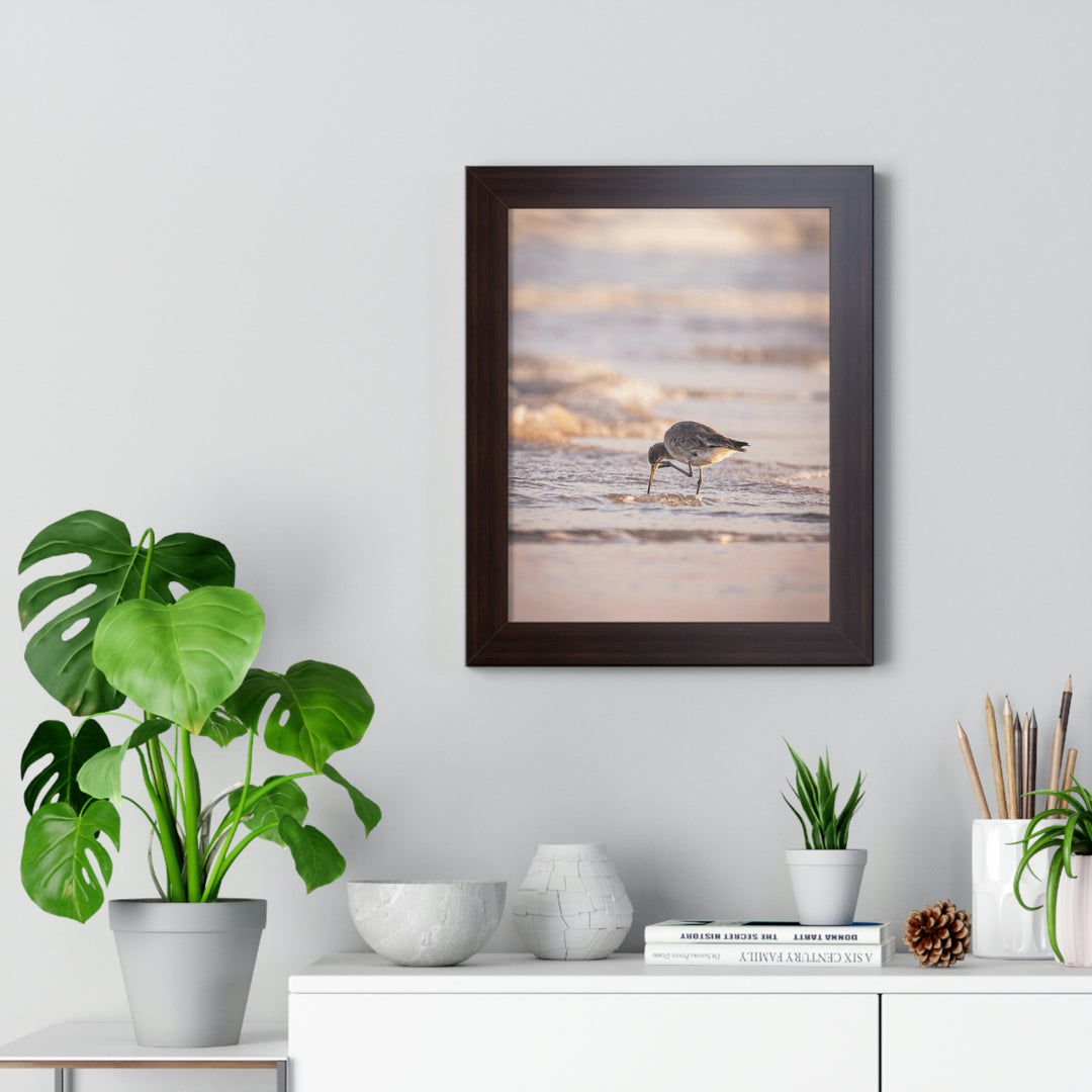 Willet Itch - Framed Print