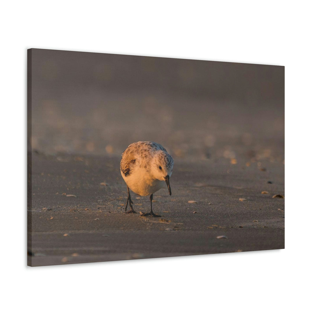 Feeding Sanderling - Canvas