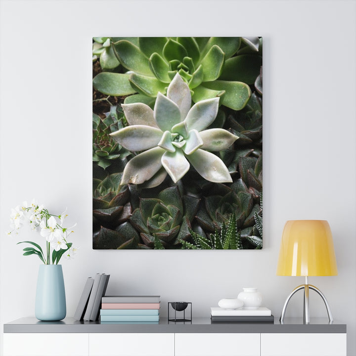 Succulent - Array - Canvas