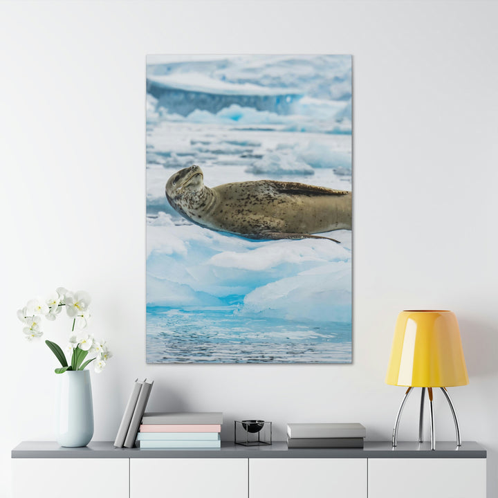 Leopard Seal Relaxing - Canvas