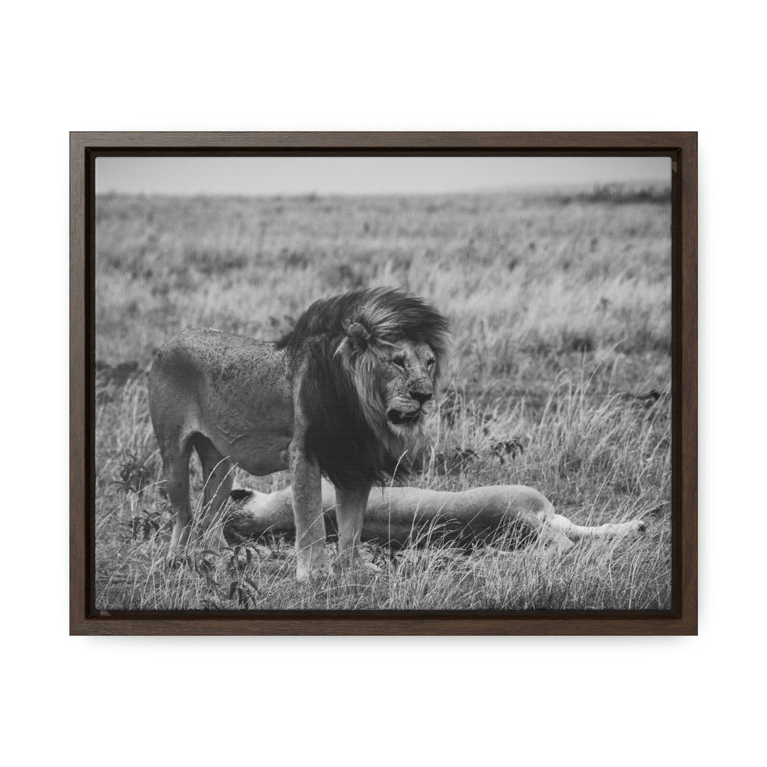 Mating Lions in Black and White - Canvas with Frame