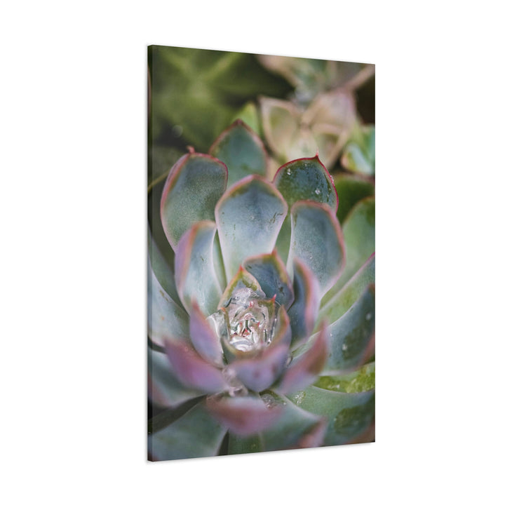 Stunning Succulent - Canvas