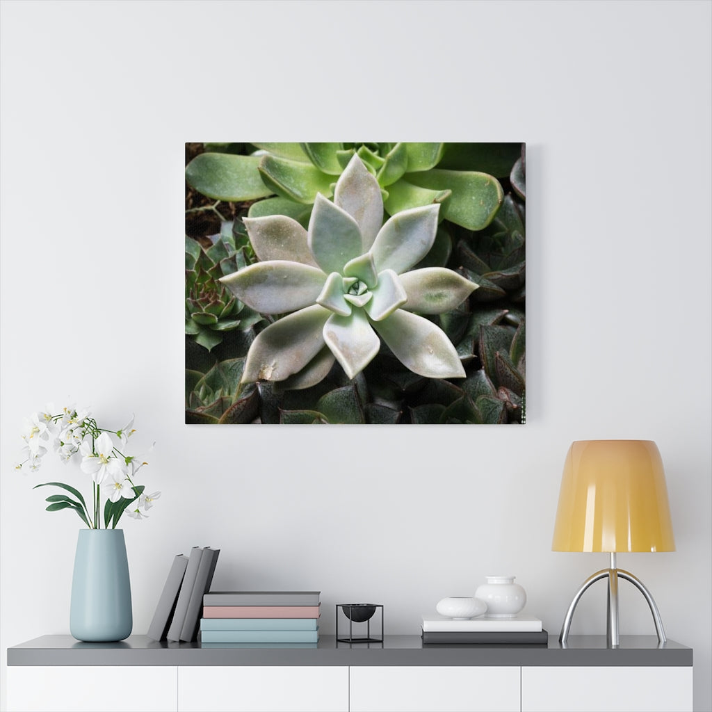 Succulent - Array - Canvas