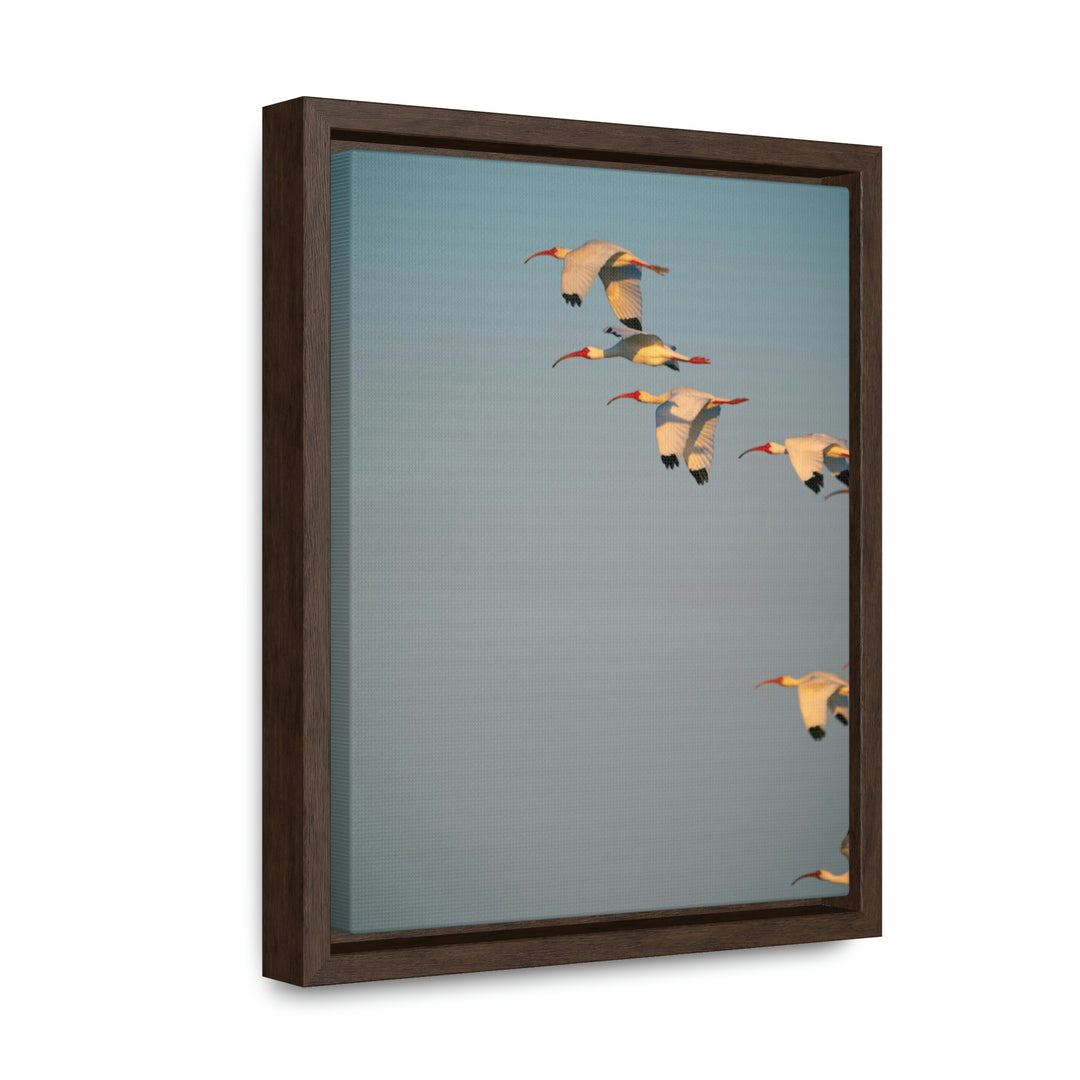 White Ibis in Flight - Canvas with Frame