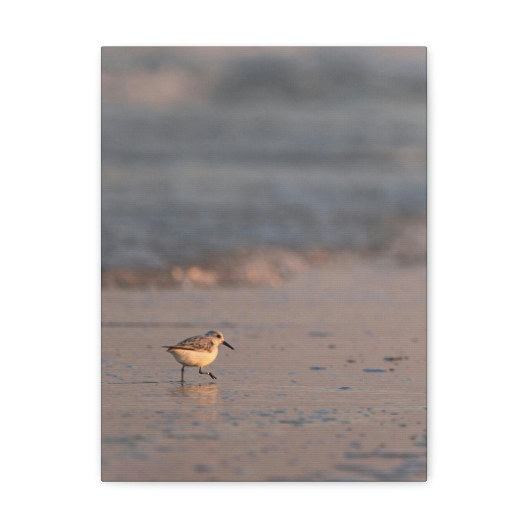 Sanderling in Soft Dusk Light - Canvas