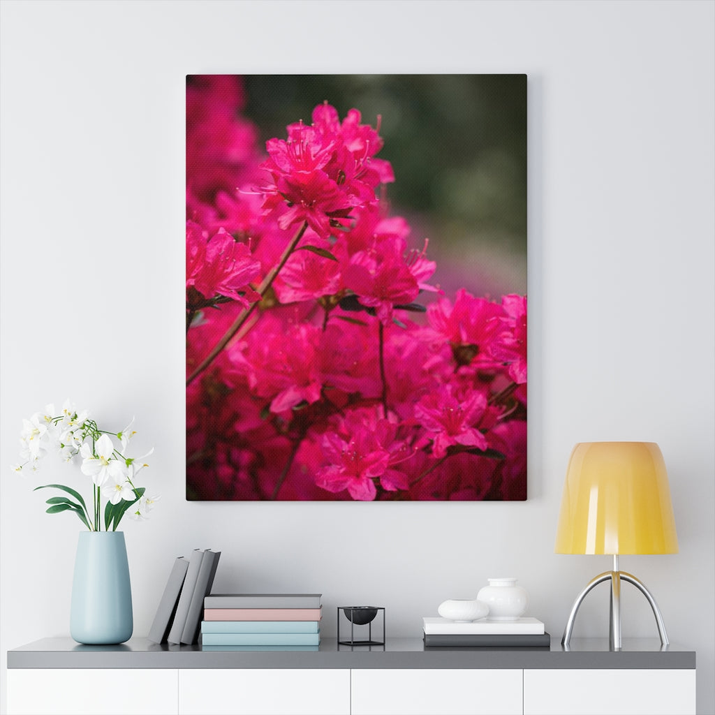 Full Bloom - Canvas