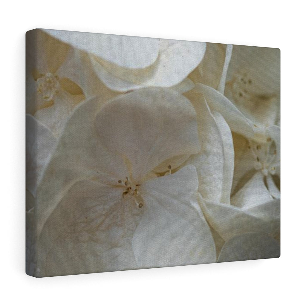 White Hydrangea Detail - Canvas