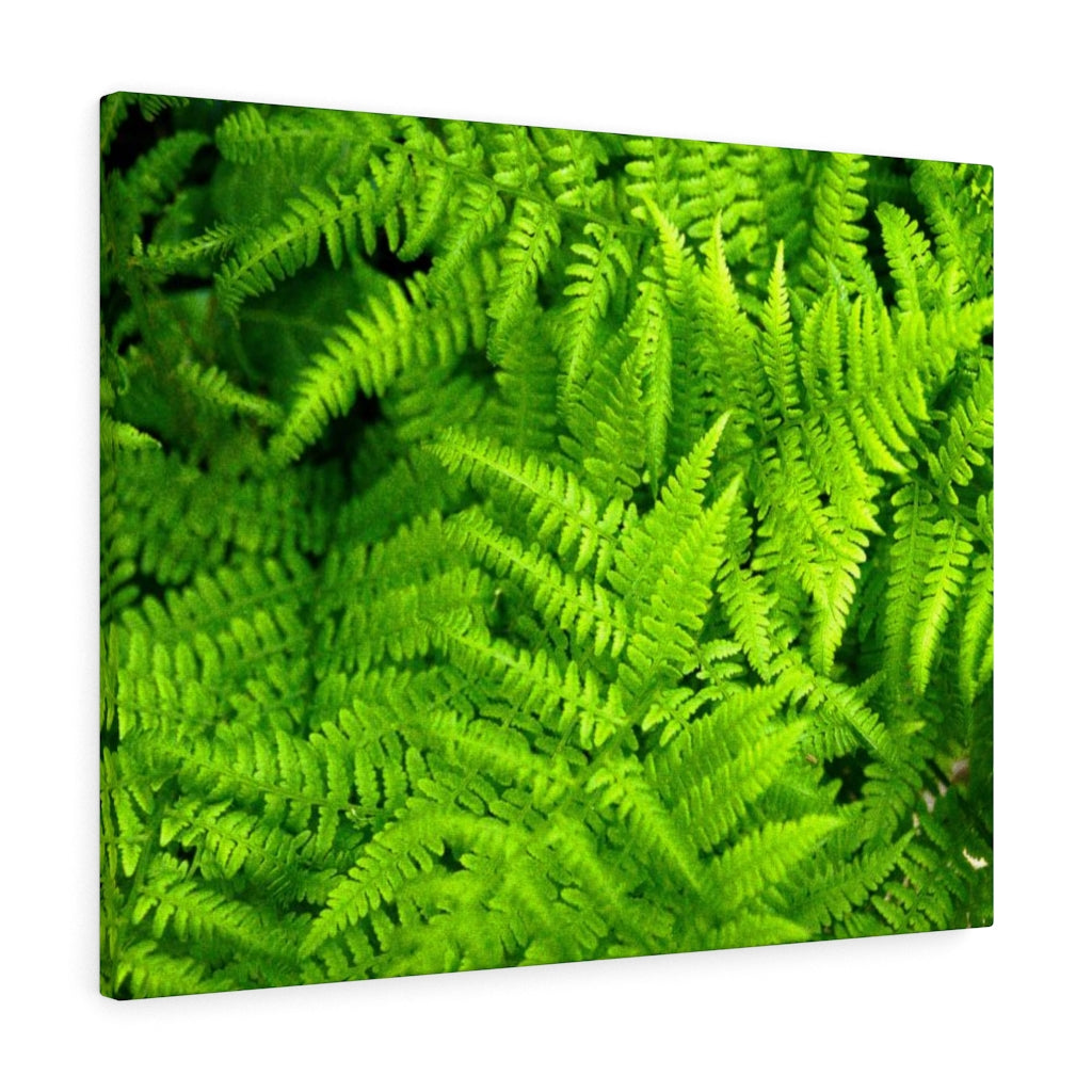 Ferns, Ferns, Ferns - Canvas