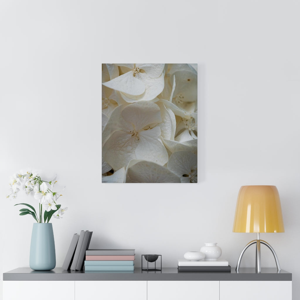 White Hydrangea Detail - Canvas