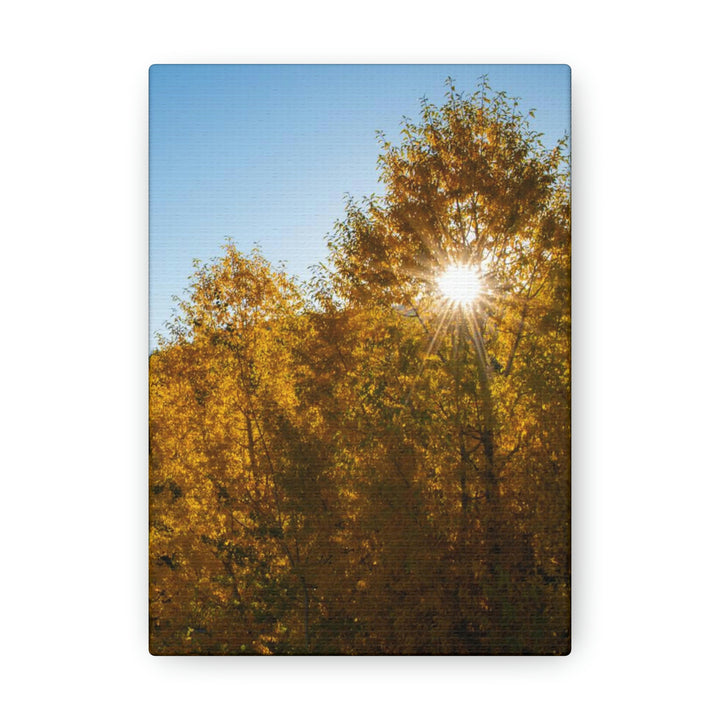 Sun Through the Aspens - Canvas