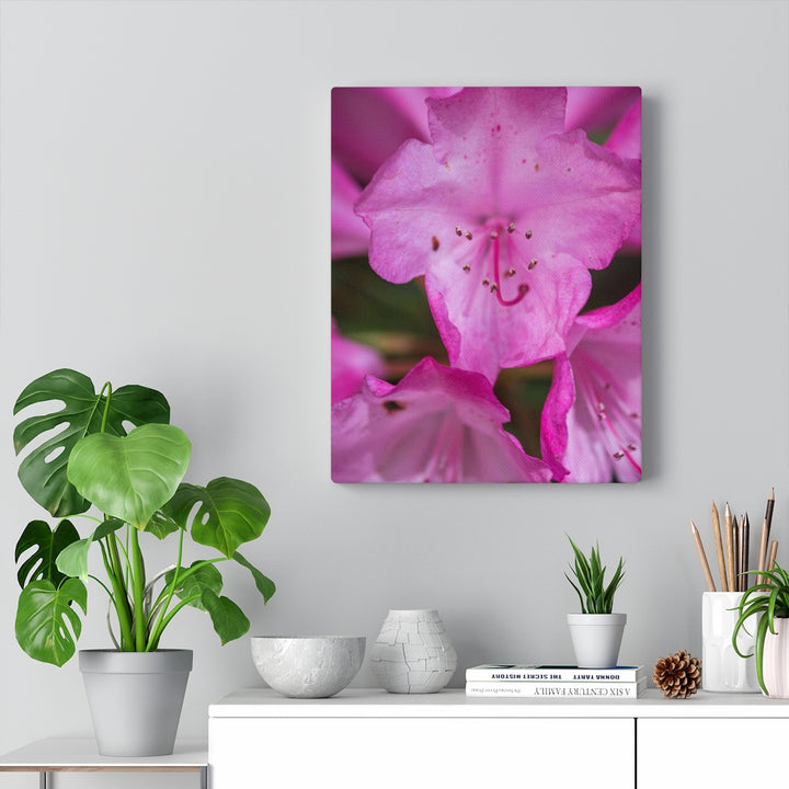 Soft Pinks - Canvas