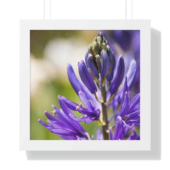 Camas in Bloom - Framed Print - Visiting This World