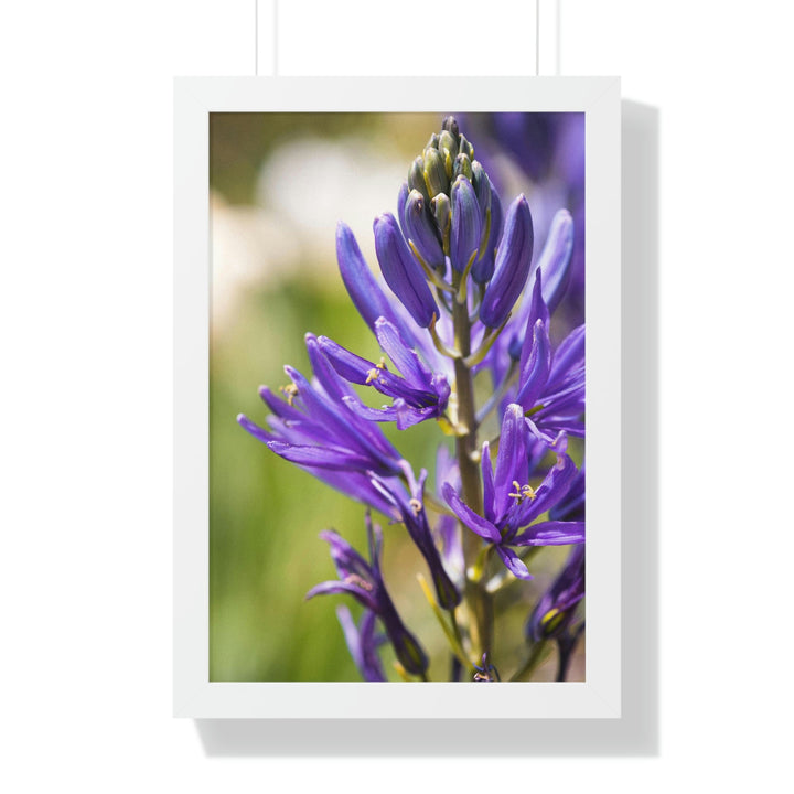 Camas in Bloom - Framed Print - Visiting This World