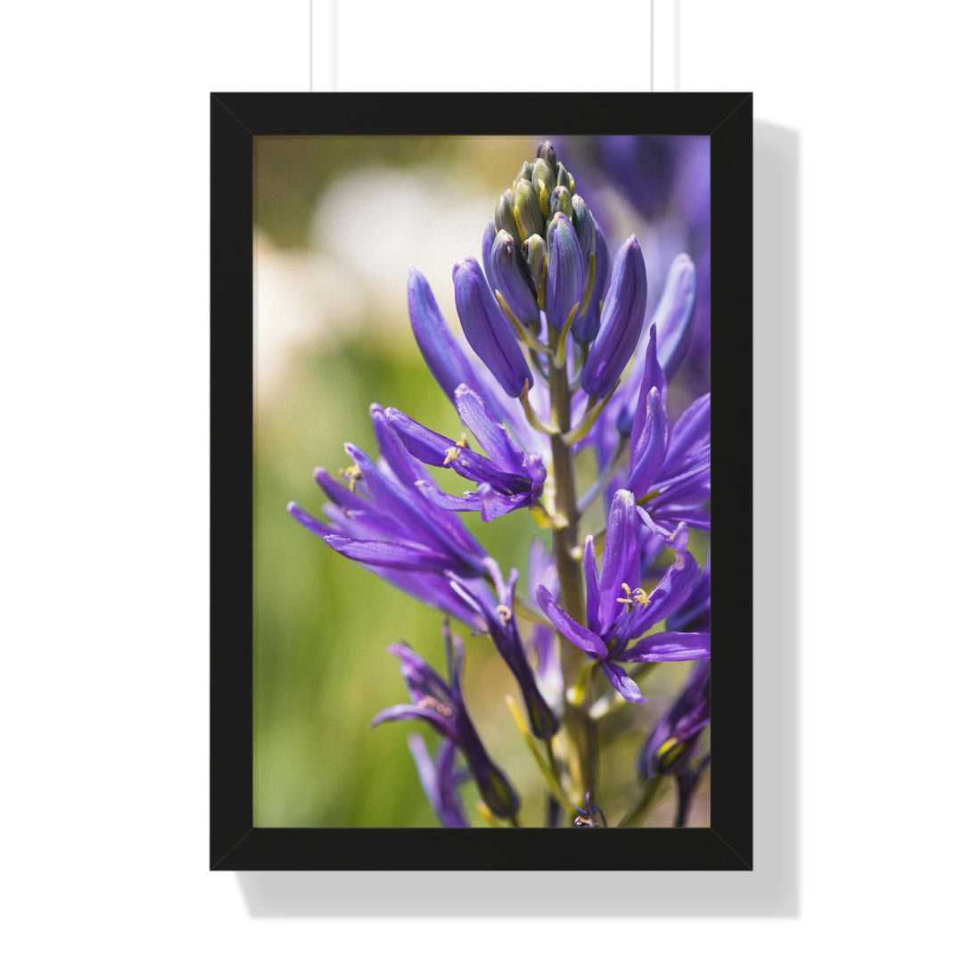 Camas in Bloom - Framed Print - Visiting This World