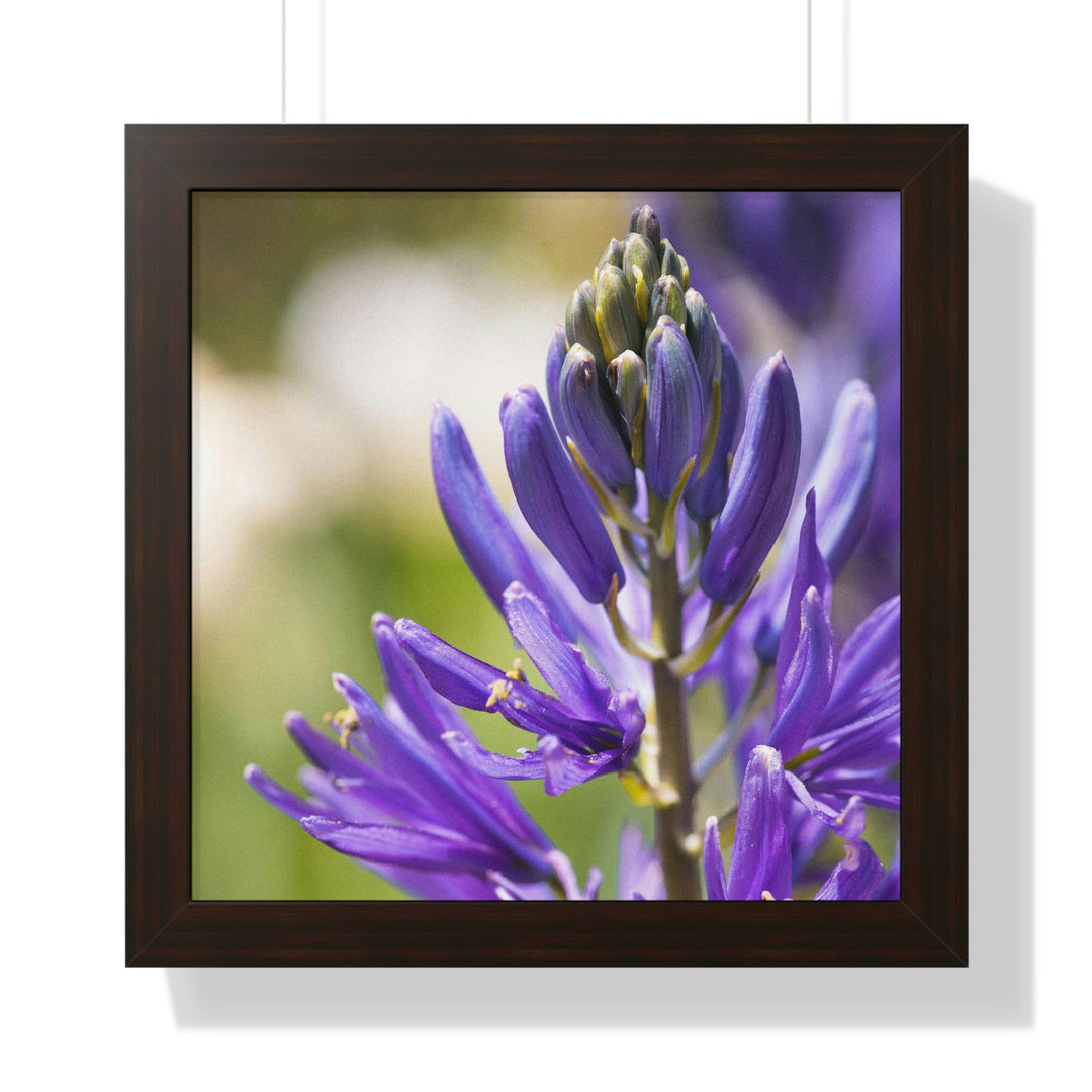 Camas in Bloom - Framed Print - Visiting This World