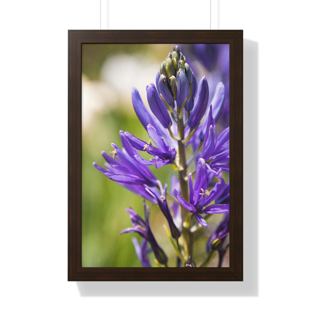 Camas in Bloom - Framed Print - Visiting This World