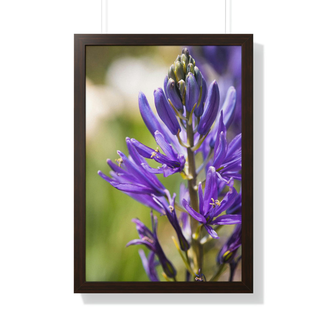 Camas in Bloom - Framed Print - Visiting This World