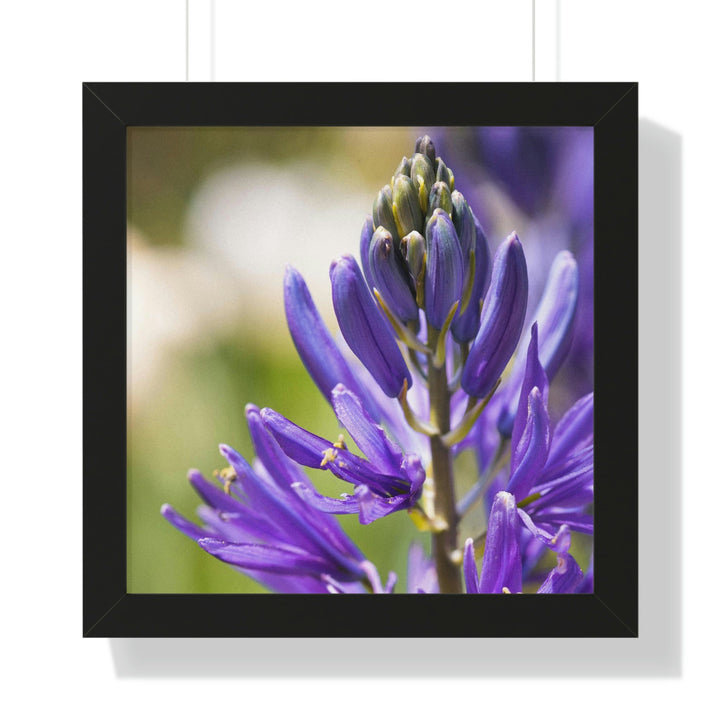 Camas in Bloom - Framed Print - Visiting This World