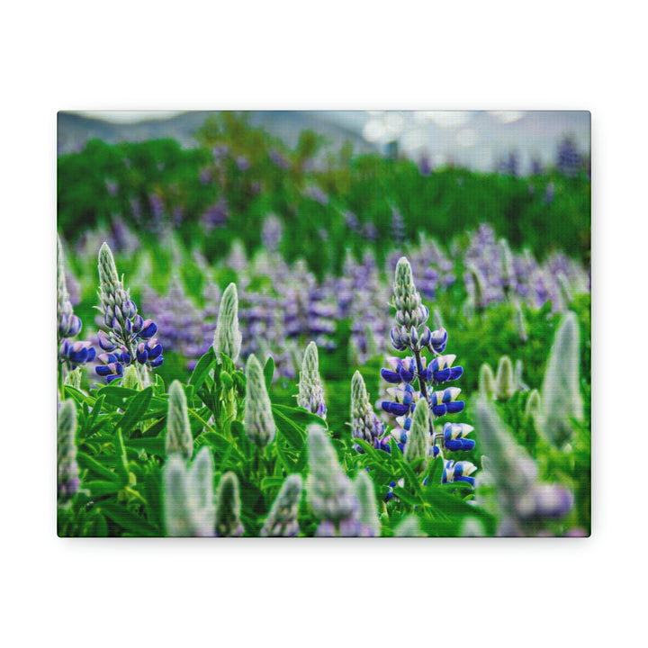 Glowing Lupin with Mountains - Canvas