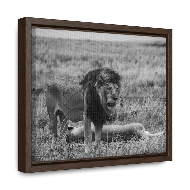 Mating Lions in Black and White - Canvas with Frame