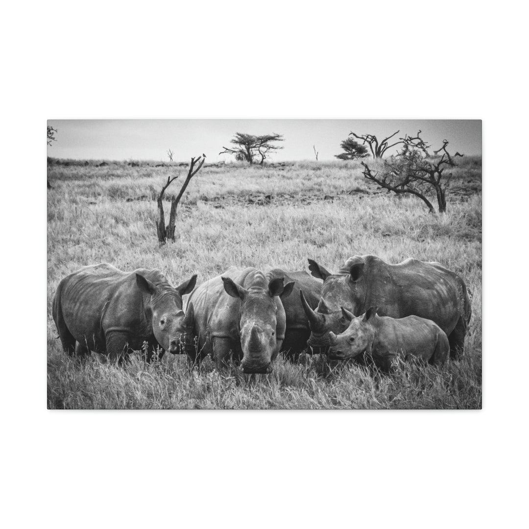 Rhino Family in Black and White - Canvas