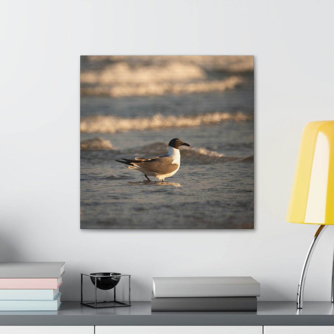 Laughing Gull in the Surf - Canvas