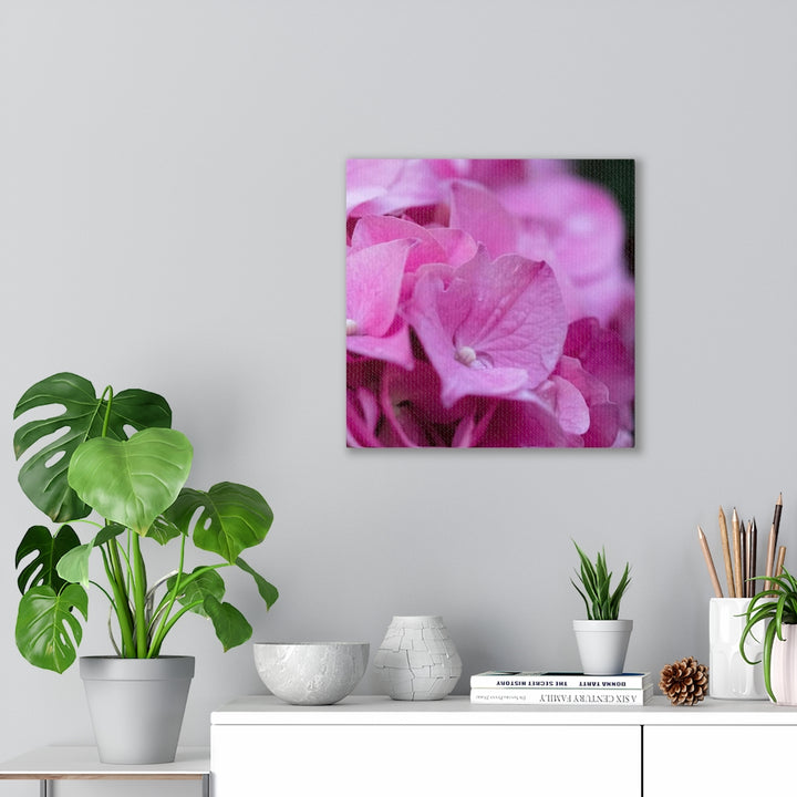 Pink Hydrangea Detail - Canvas