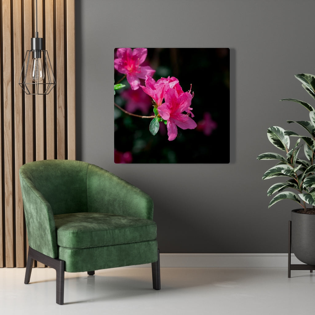 Standout Azalea - Canvas