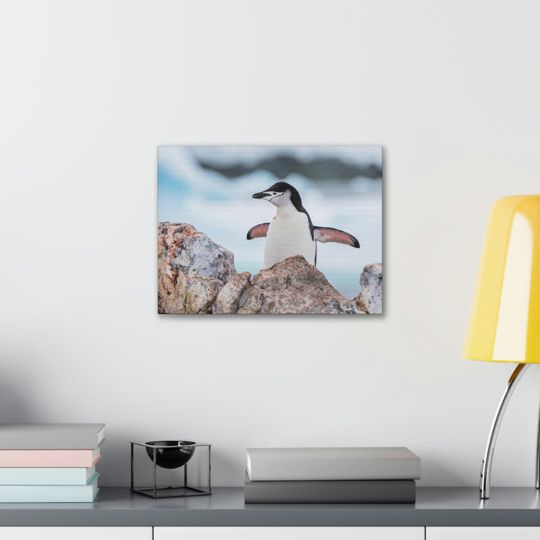 Stretched Penguin - Canvas