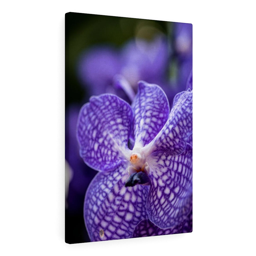 Orchid Detail - Canvas