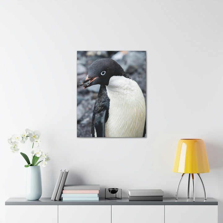 A Penguin's Pebble - Canvas