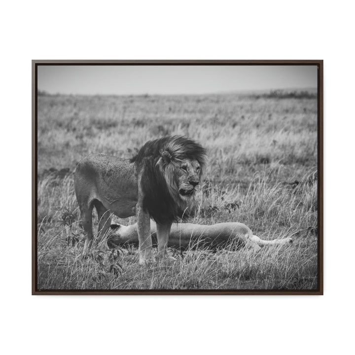 Mating Lions in Black and White - Canvas with Frame