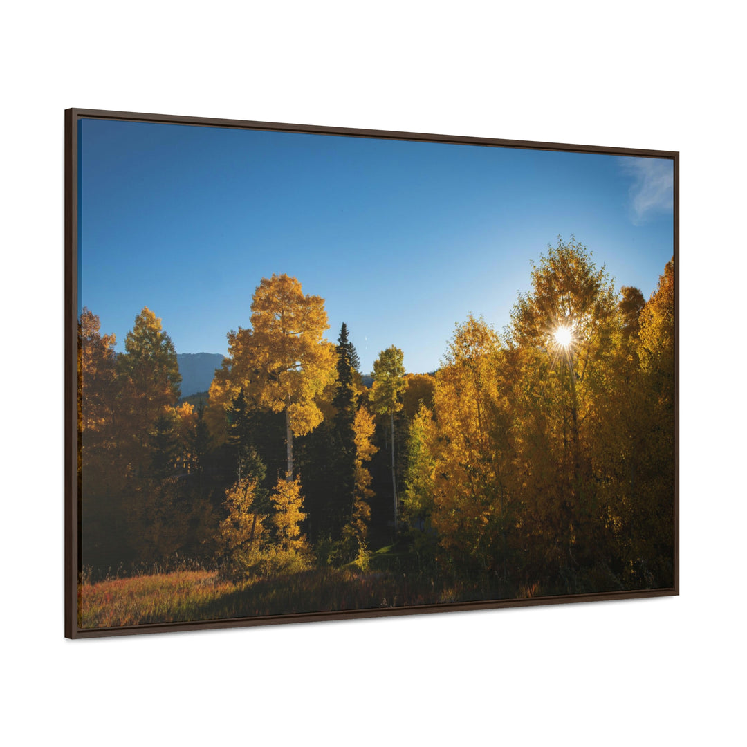 Sun Through the Aspens - Canvas with Frame